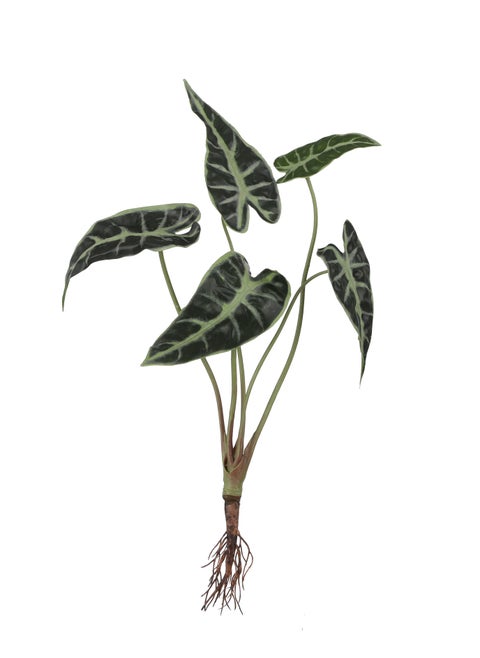 Suncoast Artificial Alocasia with Roots-Green