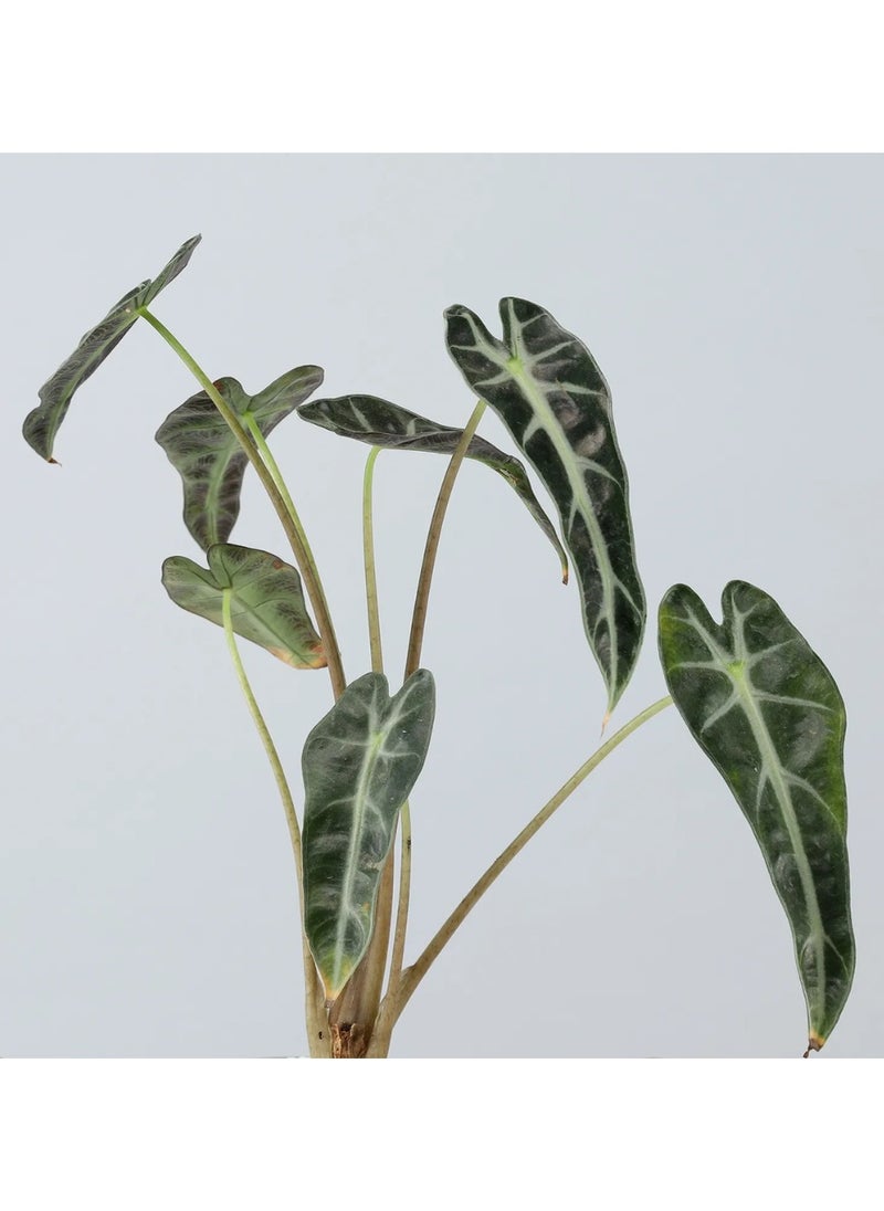 Suncoast Artificial Alocasia with Roots-Green