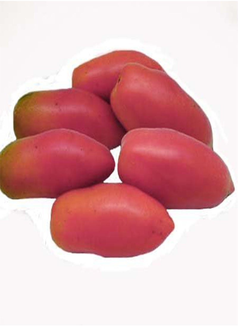 GGOOT HERITAGE HEIRLOOM LONG PINK ICICLE PASTE COOKING TOMATO 20 ORGANIC SEEDS CERTIFIED  ORGANIC GROWER 