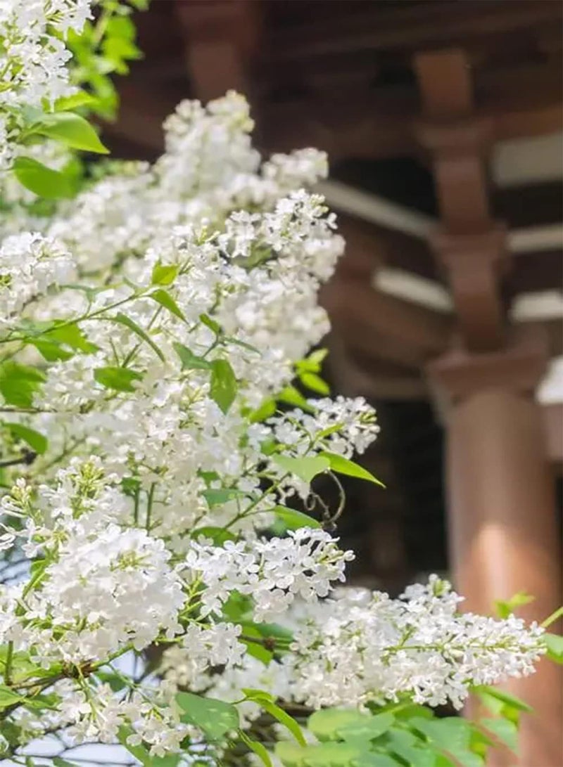 جي جوت 25 قطعة من مزارعي بذور الزنبق الأبيض العطرية Gemakkelijk en handig للمبتدئين Vrij exotischeواسعة زراعة Gemakkelijk te beheren en te onderhouden - Image 1