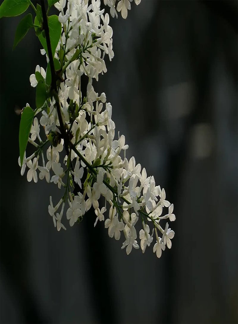 جي جوت 25 قطعة من مزارعي بذور الزنبق الأبيض العطرية Gemakkelijk en handig للمبتدئين Vrij exotischeواسعة زراعة Gemakkelijk te beheren en te onderhouden - Image 2