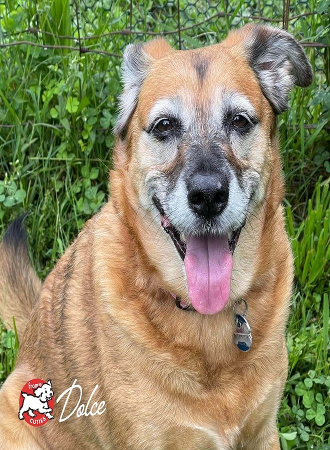 Fromm Reduced Activity Senior Gold Premium Dog Food - Senior Dry Dog Food for Medium & Small Breeds - Chicken Recipe - 5 lb - Image 5