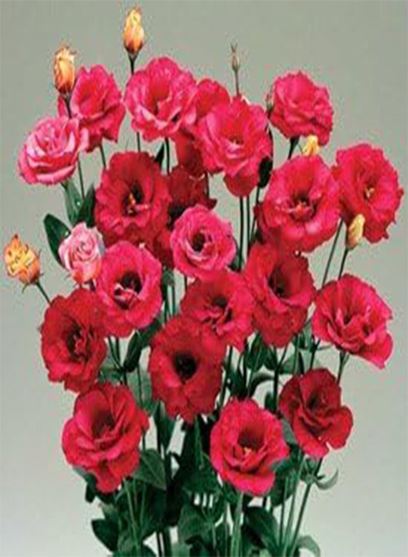 GGOOT Lisianthus Arena Red III 100 Seeds