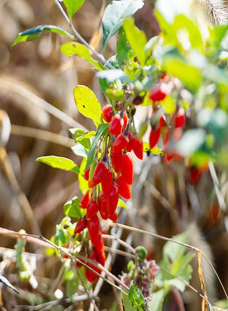 جي جوت 10 قطع من بذور الليسيوم بارباروم، زراعة شجرة الزينة الخاصة بك، التوت الأحمر، إضافة اللون إلى الحديقة، جلب الشعور بالإنجاز - Image 1