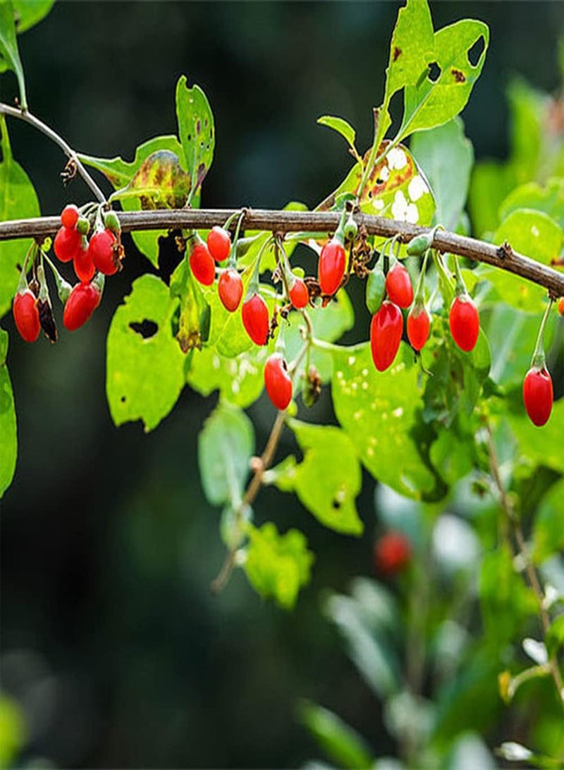 جي جوت 10 قطع من بذور الليسيوم بارباروم، زراعة شجرة الزينة الخاصة بك، التوت الأحمر، إضافة اللون إلى الحديقة، جلب الشعور بالإنجاز - Image 2