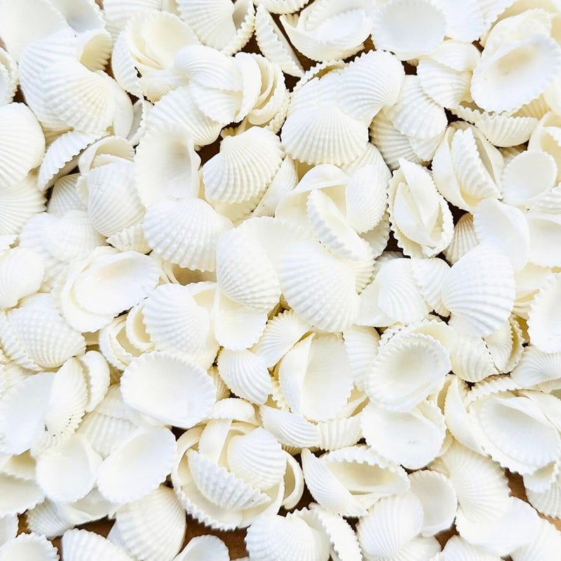 JUNERUSH Small Tiny White Artificial Sea Shells Mini White Bulk Candle DIY Craft Shells for Home Decor, Vase Filler, Beach Decorations Shells (0.5 Inch) (100gm) - Image 5