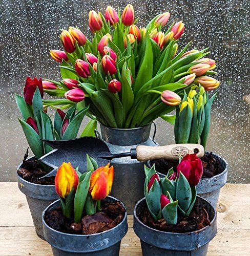 Dewit Tulip Trowel, Garden Tool for Roots and Planting - Image 4