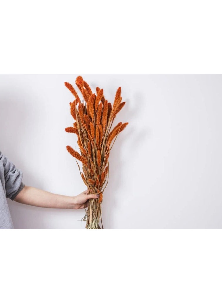 Generic Setaria Orange Flower 20 Pcs  - Image 1