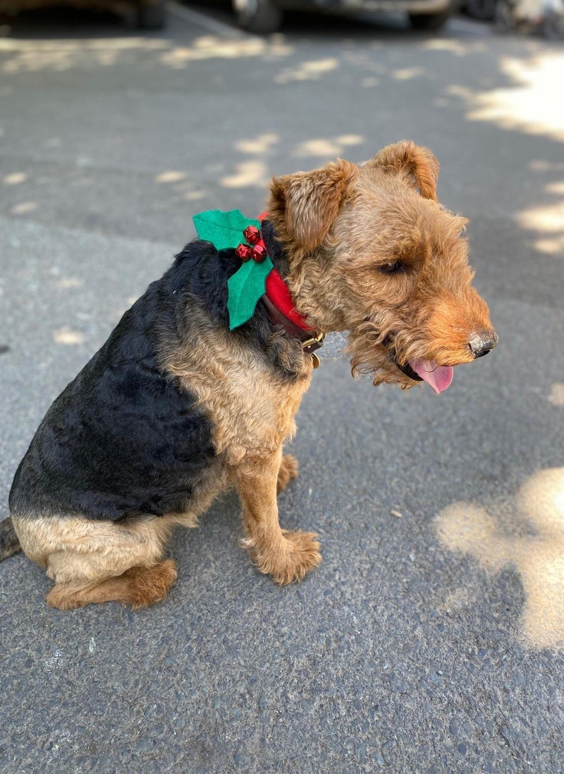 توكينج تيبلز فستان هولي للكلاب - Image 3