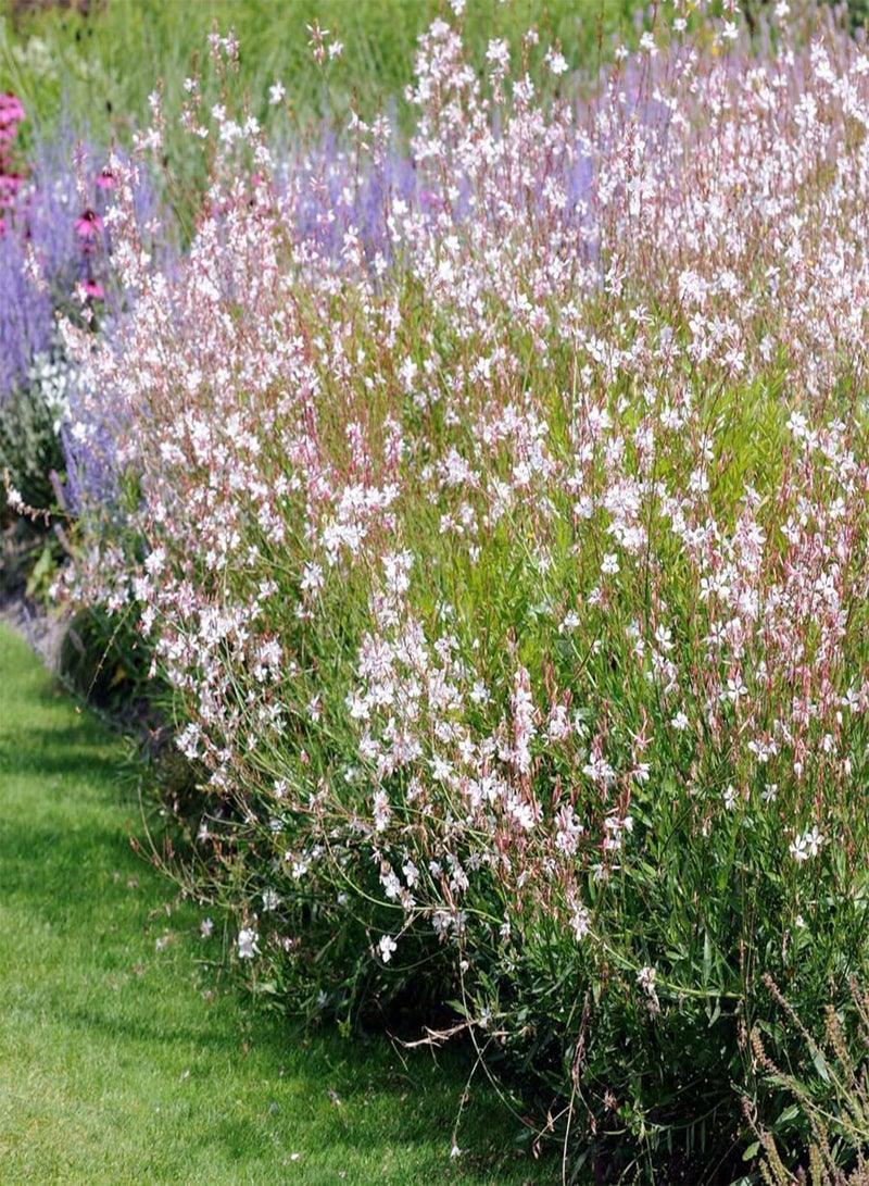 GGOOT Gaura Lindheimeri (Lindheimer's Bee Blossom) 15 Seeds, Perennial