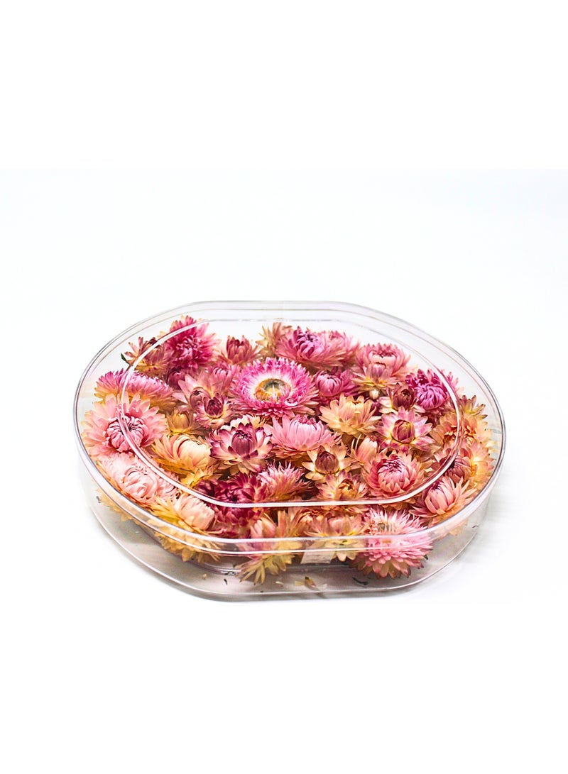FANCY FLOWERS FANCY Natural Dried Strawflower Ready-to-Use Colourful, Home Accents & Long-Lasting Beauty Presented in their clear box, they make a thoughtful and unique gift used for resin potpourri, (pink, M) - Image 5