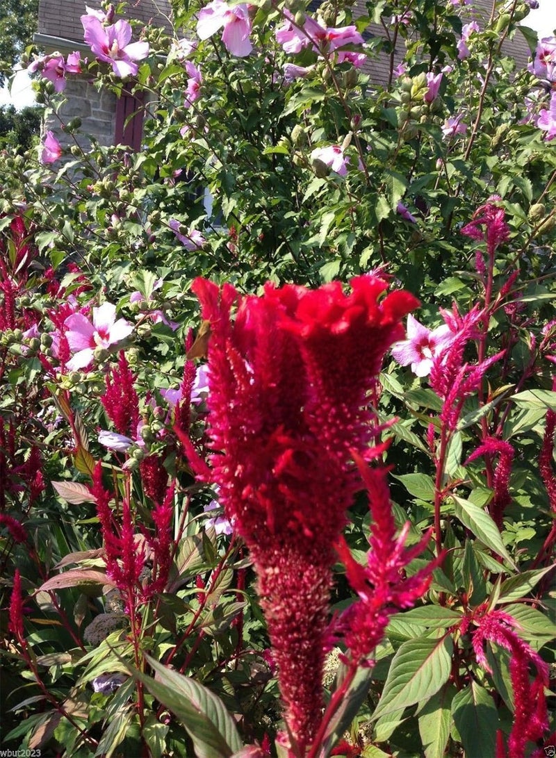 GGOOT 100 China Town Red  Seeds, Cockscomb~Plants thrive in heat and sun - Image 2