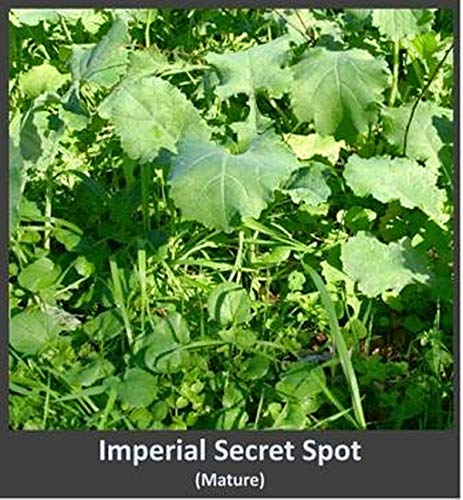 Whitetail Institute Secret Spot Deer Food Plot Seed - Annual Forage Designed Specifically for Smaller, Remote Food Plots - Can Be Planted with Hand Tools, 4 lbs (9000 sq ft) - Image 3