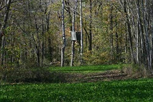 Whitetail Institute Secret Spot Deer Food Plot Seed - Annual Forage Designed Specifically for Smaller, Remote Food Plots - Can Be Planted with Hand Tools, 4 lbs (9000 sq ft) - Image 4