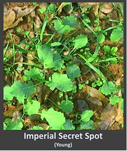 Whitetail Institute Secret Spot Deer Food Plot Seed - Annual Forage Designed Specifically for Smaller, Remote Food Plots - Can Be Planted with Hand Tools, 4 lbs (9000 sq ft) - Image 2