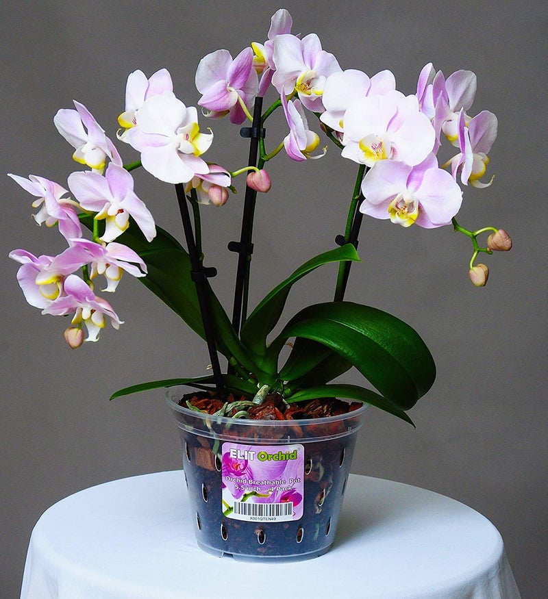 ELIT ORCHID Orchid Pots with Holes Cymbidium Phalaenopsis Orchid Pot Indoor Clear Plastic Vanda Plant Pots Set (5.5 inch) 140 mm - Image 5