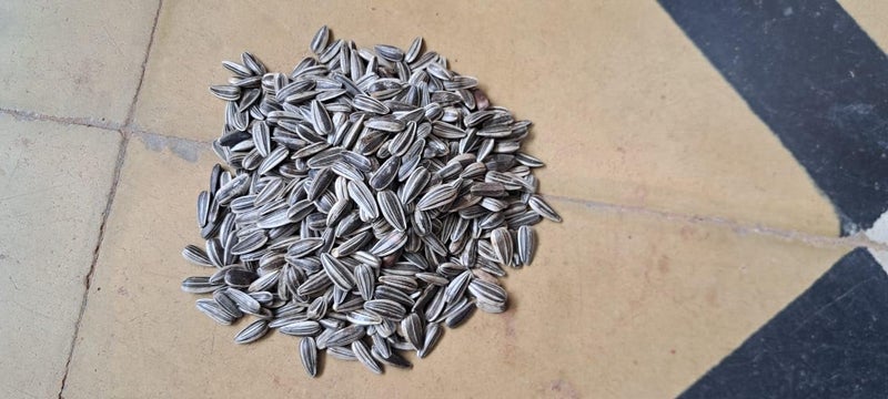CHILLATAI Organic Premium Foxtail Millet || Kangni Seeds || 100% Natural Bird Food for All Life Stages Budgies, Finches, Canaries, Lovebirds, Cockatiels etc 400 Grams,Pack of 1 (250GM) - Image 2