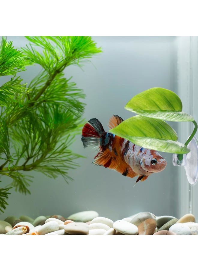 URATOT 4 Pack Betta Fish Leaf Pad Simulating The Natural Habitat for Betta Spawning Grounds Breeding Resting Bed - Image 5