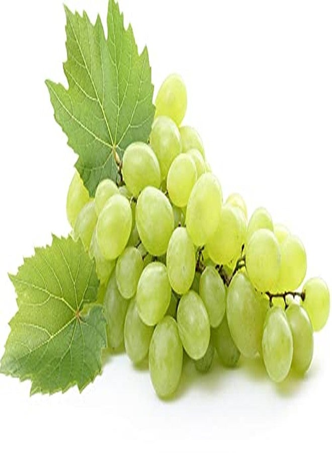 OPO Grapeseed Oil 4 oz - Pure, All Natural, Partially Filtered, Grape Seed Oil Perfect for Hair, Skin, Scalp, Body Care Moisturizer - Image 3