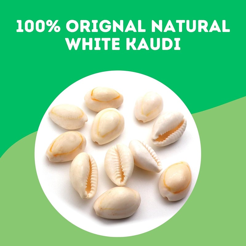 Senroar Sea Shell Pili Kodi, Yellow Kaudi, Tiger Kaudi, For Diwali Pooja Decoration- Decorative sea shell (White Kaudi 1 to 2 cm 11pcs) - Image 3