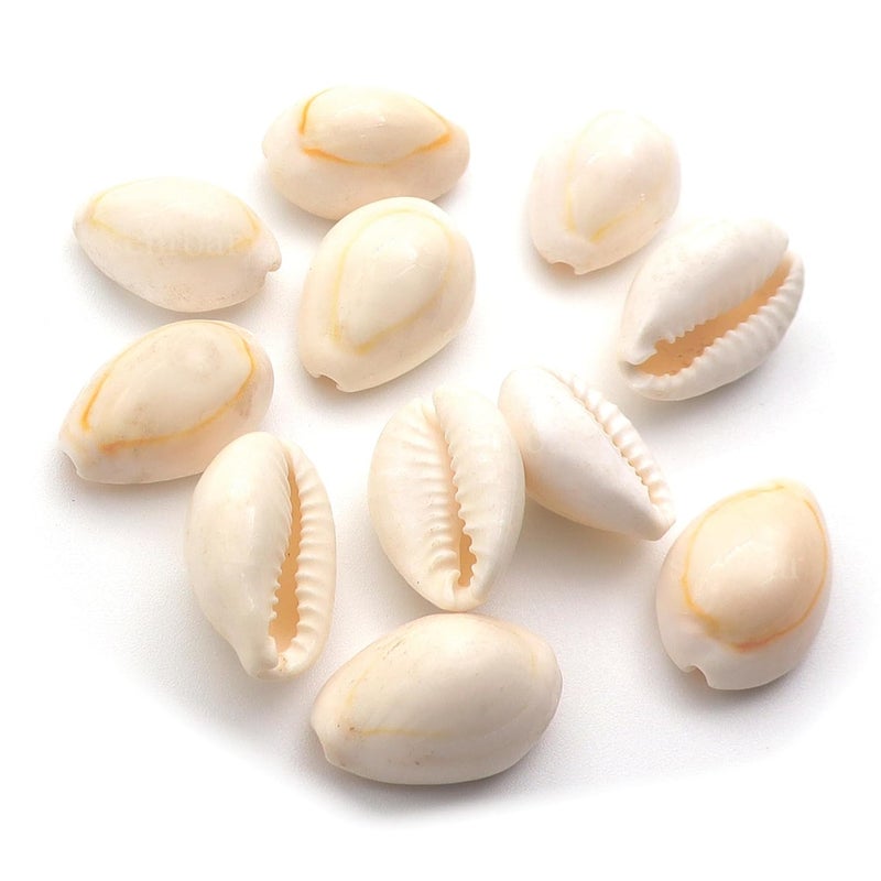 Senroar Sea Shell Pili Kodi, Yellow Kaudi, Tiger Kaudi, For Diwali Pooja Decoration- Decorative sea shell (White Kaudi 1 to 2 cm 11pcs) - Image 1
