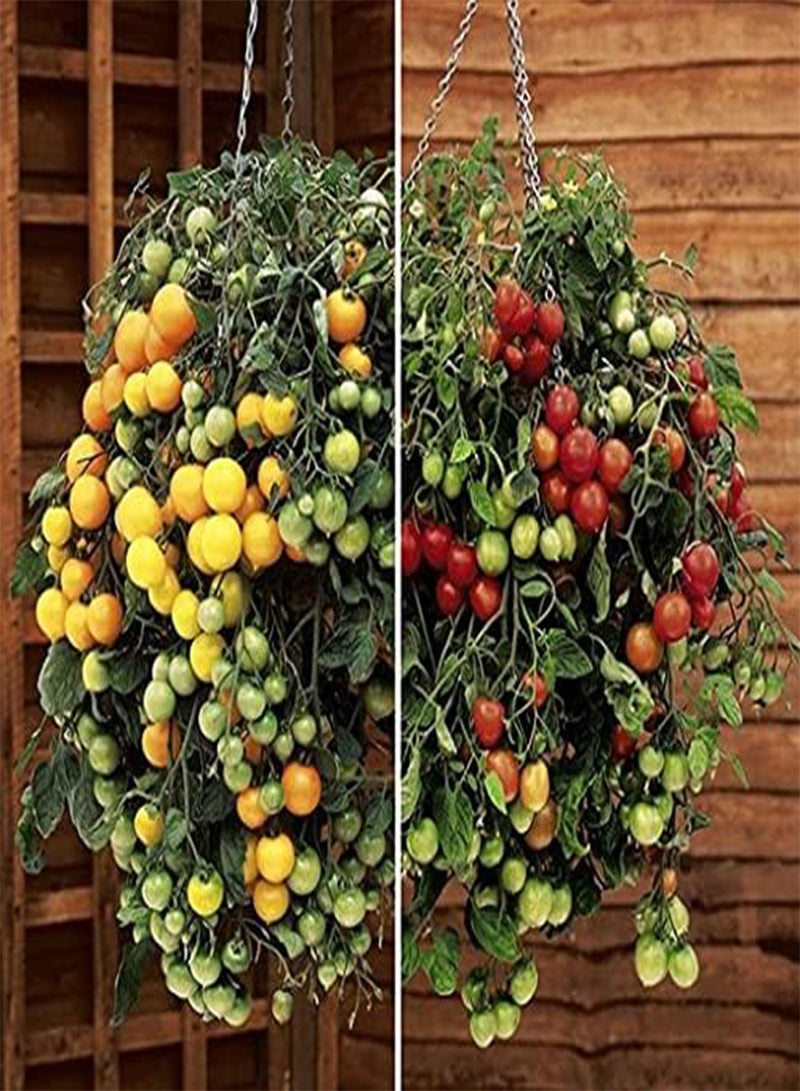 GGOOT Tomato Tumbling Tom 20 Seeds - Red and Yellow Mix -Trailing, Weeping Tomato