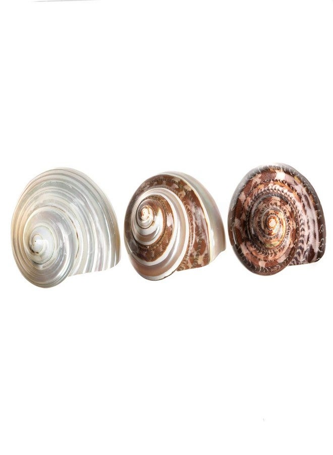 Nautical Crush Trading Hermit Crab Shells | Turbo Shells | 1 Brown, 1 Banded, and 1 White Pearlized Turbo Shells 1.75"-2" | Opening Size Approx. 1" | Hermit Crab House for Décor | Plus Free Nautical eBook by Joseph Rains - Image 4