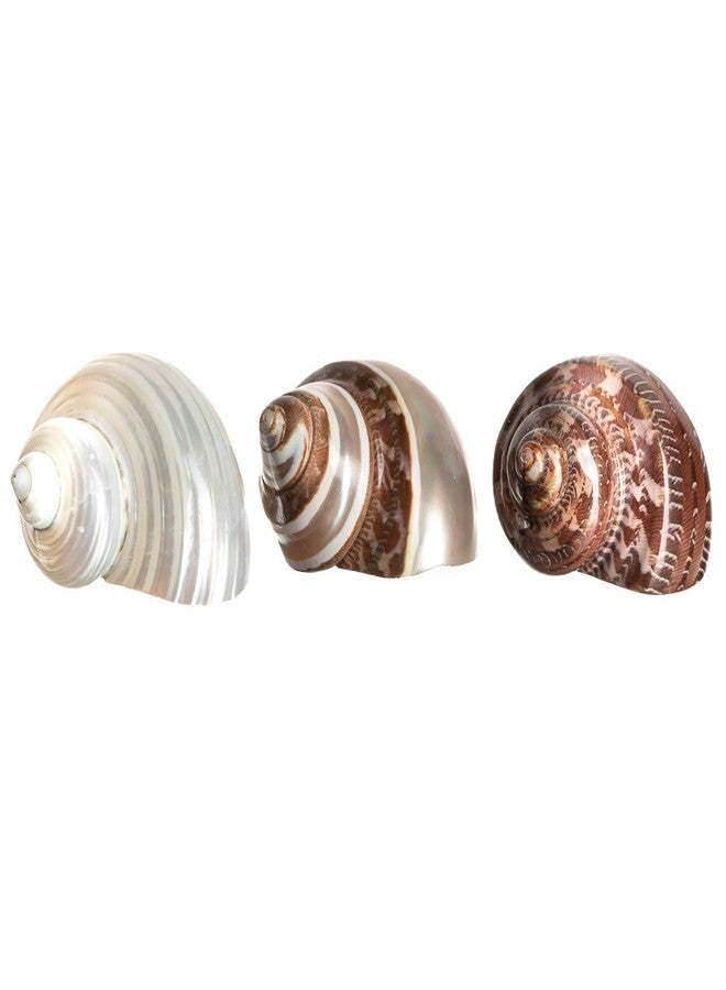 Nautical Crush Trading Hermit Crab Shells | Turbo Shells | 1 Brown, 1 Banded, and 1 White Pearlized Turbo Shells 1.75"-2" | Opening Size Approx. 1" | Hermit Crab House for Décor | Plus Free Nautical eBook by Joseph Rains - Image 3