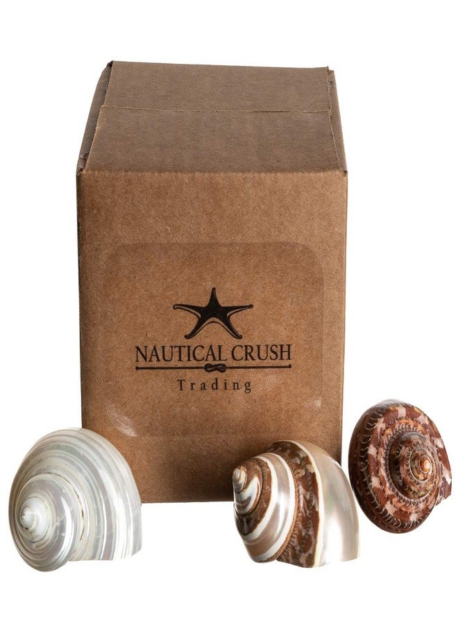 Nautical Crush Trading Hermit Crab Shells | Turbo Shells | 1 Brown, 1 Banded, and 1 White Pearlized Turbo Shells 1.75"-2" | Opening Size Approx. 1" | Hermit Crab House for Décor | Plus Free Nautical eBook by Joseph Rains - Image 5
