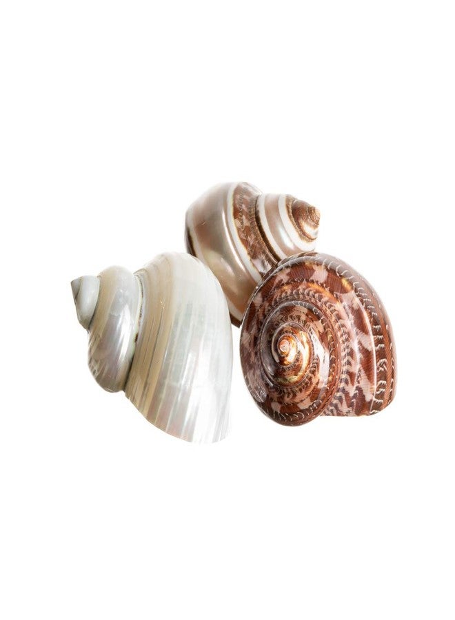 Nautical Crush Trading Hermit Crab Shells | Turbo Shells | 1 Brown, 1 Banded, and 1 White Pearlized Turbo Shells 1.75"-2" | Opening Size Approx. 1" | Hermit Crab House for Décor | Plus Free Nautical eBook by Joseph Rains - Image 1