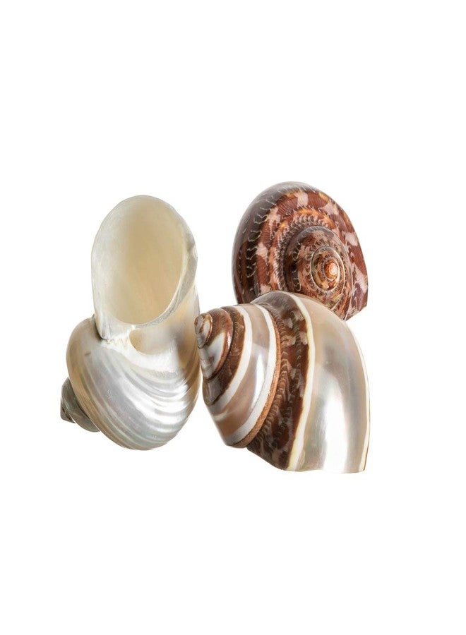 Nautical Crush Trading Hermit Crab Shells | Turbo Shells | 1 Brown, 1 Banded, and 1 White Pearlized Turbo Shells 1.75"-2" | Opening Size Approx. 1" | Hermit Crab House for Décor | Plus Free Nautical eBook by Joseph Rains - Image 2