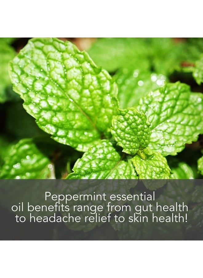 PURE BODY NATURALS Peppermint Essential Oil, 4 Fl Oz - Pure and Undiluted Mentha Piperita Oil, Therapeutic Grade Aromatherapy Oil for Diffuser, Relaxation, Focus, Pain Relief - by Pure Body Naturals  - Image 2