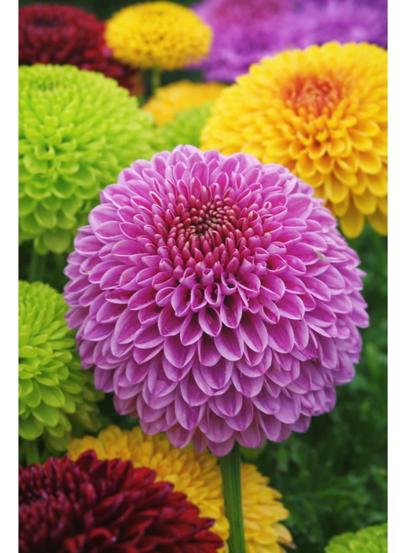 ڤسيل24 عبوة من 3 أكياس – بذور زهرة الأستر الصينية (شكل كروي) (Callistephus chinensis) – نوع بومبون، أزهار متعددة الألوان - Image 3