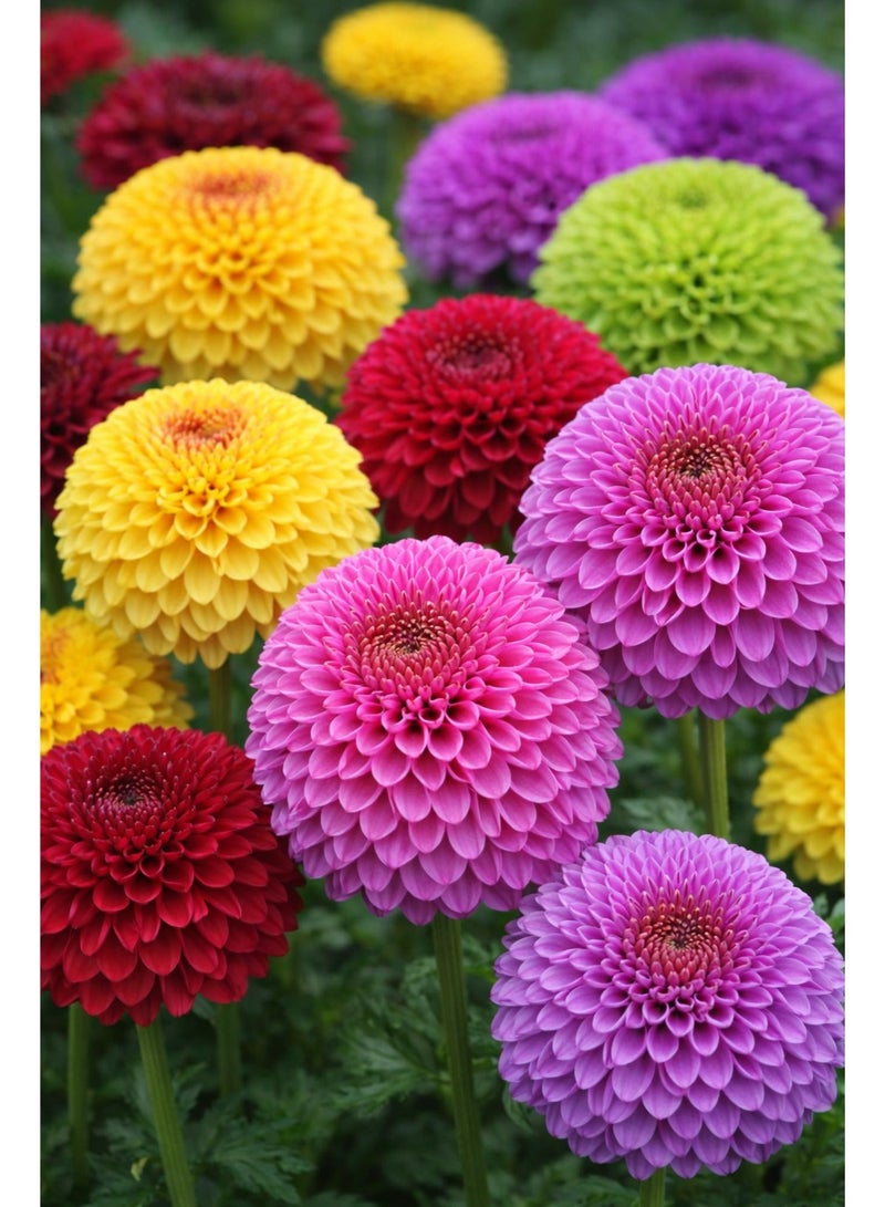 ڤسيل24 عبوة من 3 أكياس – بذور زهرة الأستر الصينية (شكل كروي) (Callistephus chinensis) – نوع بومبون، أزهار متعددة الألوان - Image 1