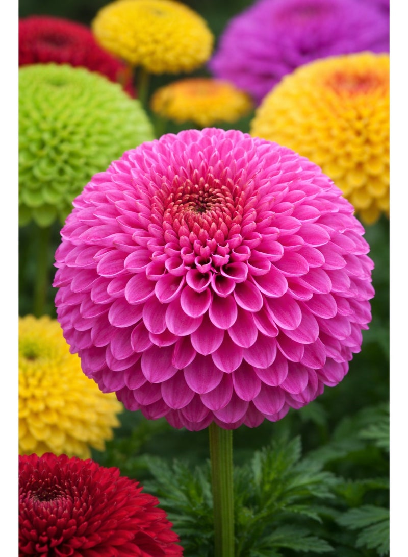 ڤسيل24 عبوة من 3 أكياس – بذور زهرة الأستر الصينية (شكل كروي) (Callistephus chinensis) – نوع بومبون، أزهار متعددة الألوان - Image 2