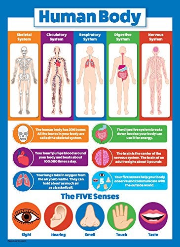 Palace Learning 2 Pack - Solar System Poster for Kids & Understanding the Human Body Chart (LAMINATED, 18" x 24") - Image 4