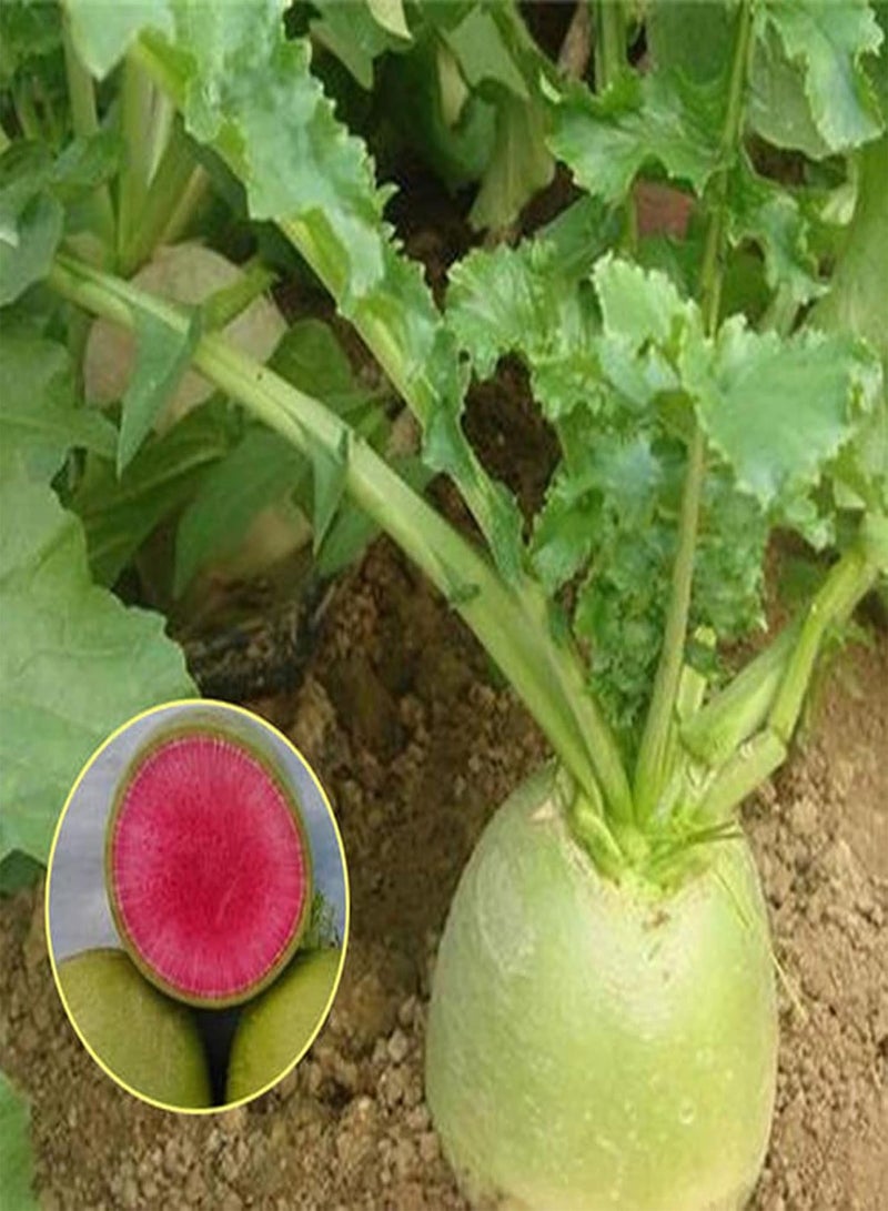 جي جوت بذور 50 قطعة/كيس بذور الفجل عالية المحتوى الغذائي الصالحة للأكل خضراوات سريعة النمو بذور الفجل أدوات منزلية أحمر أرجواني - Image 4