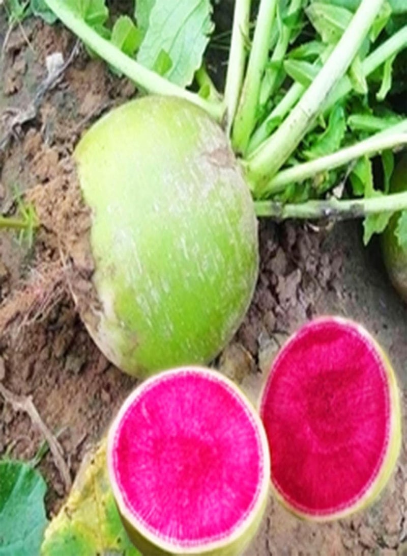 جي جوت بذور 50 قطعة/كيس بذور الفجل عالية المحتوى الغذائي الصالحة للأكل خضراوات سريعة النمو بذور الفجل أدوات منزلية أحمر أرجواني - Image 2