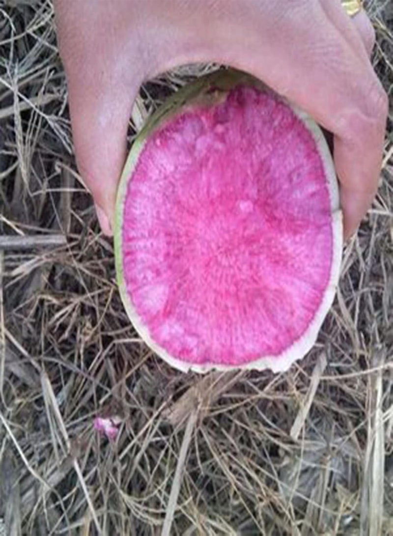 جي جوت بذور 50 قطعة/كيس بذور الفجل عالية المحتوى الغذائي الصالحة للأكل خضراوات سريعة النمو بذور الفجل أدوات منزلية أحمر أرجواني - Image 5