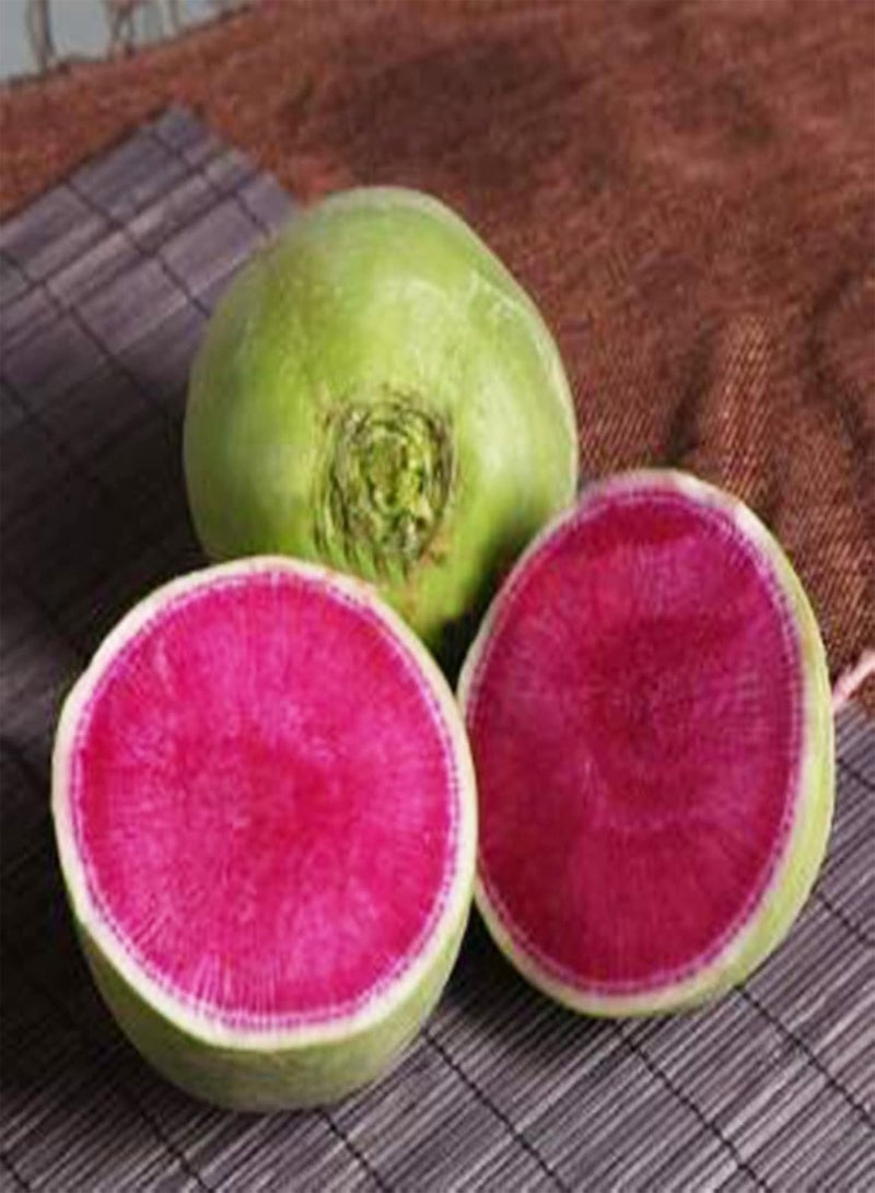 جي جوت بذور 50 قطعة/كيس بذور الفجل عالية المحتوى الغذائي الصالحة للأكل خضراوات سريعة النمو بذور الفجل أدوات منزلية أحمر أرجواني - Image 3