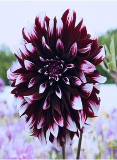 Dahlia Seeds/Perennial Plants/Extraordinary Flowers/Can be Planted All Year Round/Long Flowering period-65 PCS,d