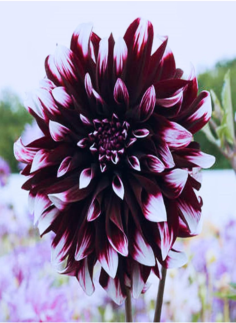 GGOOT - Dahlia Seeds/Perennial Plants/Extraordinary Flowers/Can be Planted All Year Round/Long Flowering period-65 PCS,d - Image 1