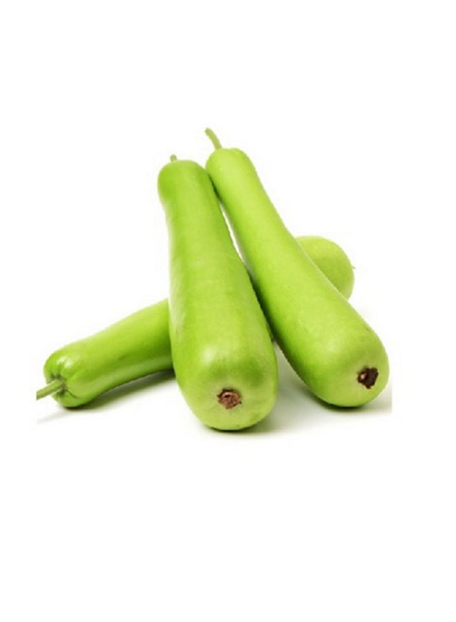 Dudhi Bottle Gourd, 800g to 1.2kg per piece, UAE