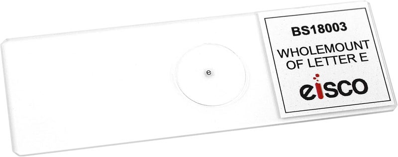 EISCO Wholemount of Letter 'e', Prepared Microscope Slide - 75 x 25mm - Introductory Microscopy - Image 2