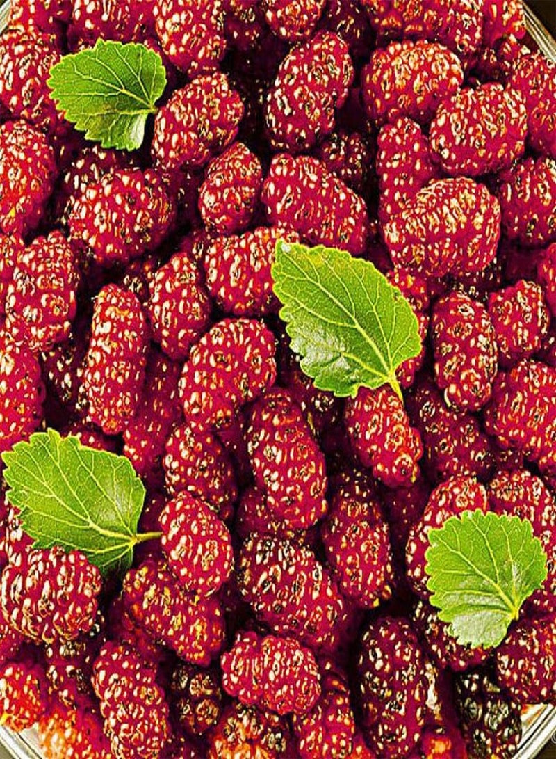 جي جوت 100 قطعة من بذور التوت المعمرة ذات الثمار الحمراء الفريدة للحديقة الخارجية وزراعة أشجار الفاكهة الغريبة التي يمكن حصادها والإعجاب بها - Image 1