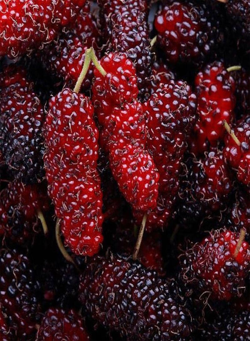 جي جوت 100 قطعة من بذور التوت المعمرة ذات الثمار الحمراء الفريدة للحديقة الخارجية وزراعة أشجار الفاكهة الغريبة التي يمكن حصادها والإعجاب بها - Image 2