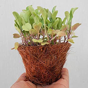 COIR GARDEN Iron Seedling Cups, 10cm, 10 Pieces - Image 4
