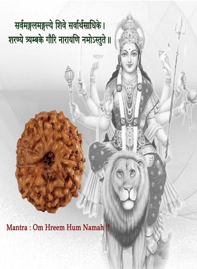 IRIS GEMS 9 Face Java Rudraksha 9 Mukhi Rudraksha Original Certified Silver Pendant नौ मुखी रुद्राक्ष ओरिजिनल 9 Face Rudraksha Nau Mukhi Rudraksha Round Shape 9 Face Rudraksha For Men & Women - Image 5
