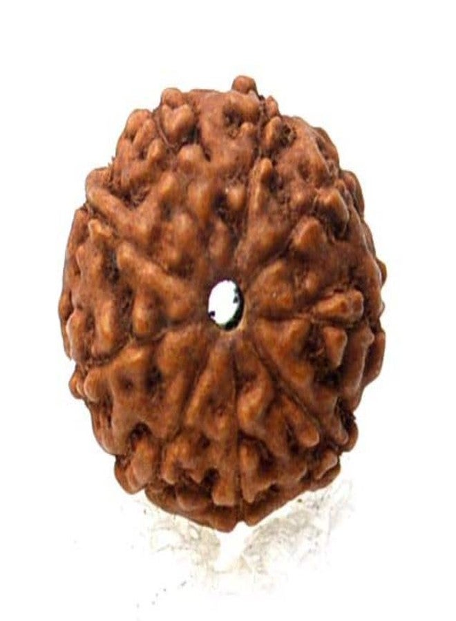IRIS GEMS 9 Face Java Rudraksha 9 Mukhi Rudraksha Original Certified Silver Pendant नौ मुखी रुद्राक्ष ओरिजिनल 9 Face Rudraksha Nau Mukhi Rudraksha Round Shape 9 Face Rudraksha For Men & Women - Image 4
