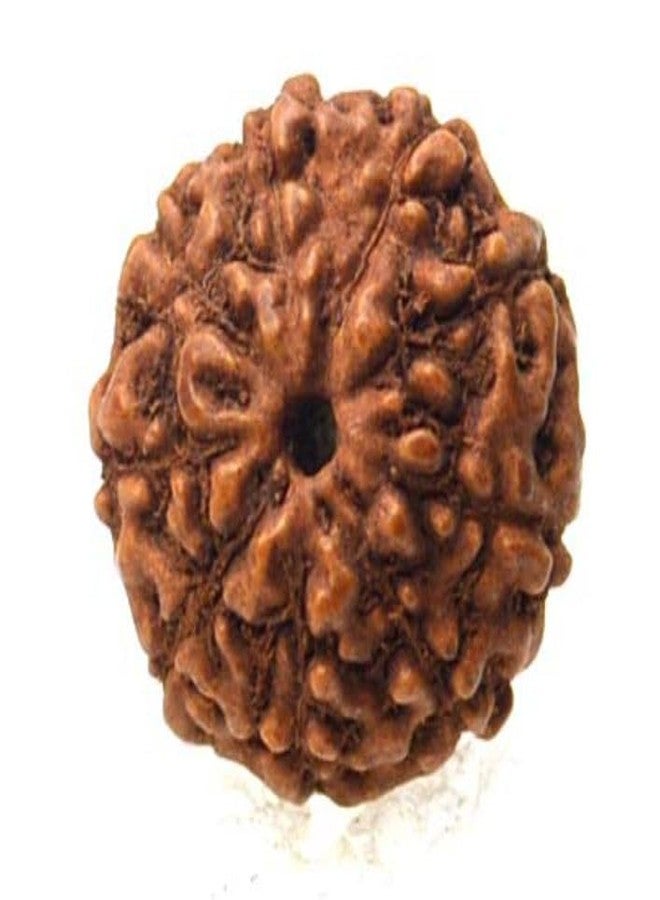 IRIS GEMS 9 Face Java Rudraksha 9 Mukhi Rudraksha Original Certified Silver Pendant नौ मुखी रुद्राक्ष ओरिजिनल 9 Face Rudraksha Nau Mukhi Rudraksha Round Shape 9 Face Rudraksha For Men & Women - Image 3